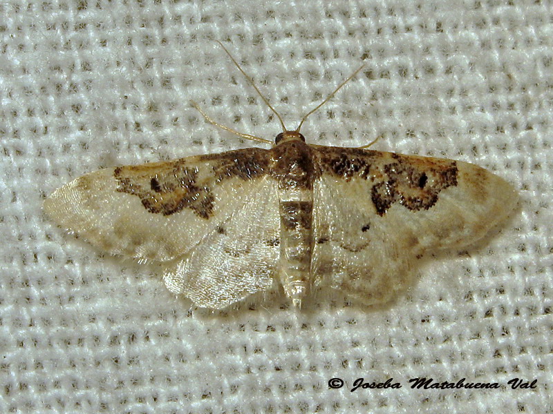 Idaea mustelata - Geometridae